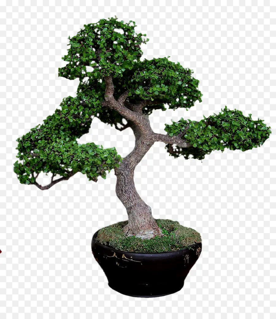 Sageretia Theezans，árbol PNG