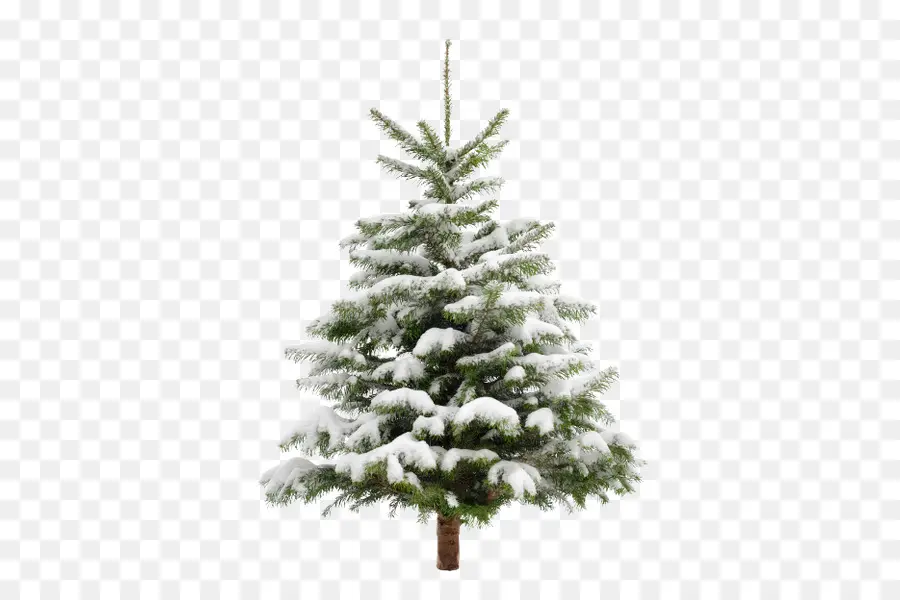 árbol De Navidad，Una Fotografía De Stock PNG
