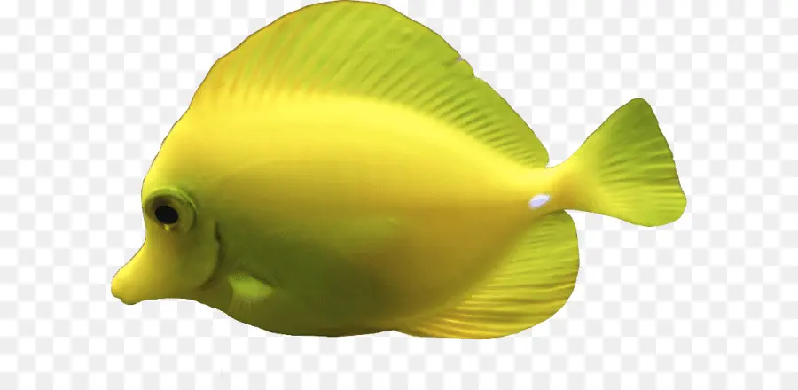 Pez Amarillo，Acuático PNG