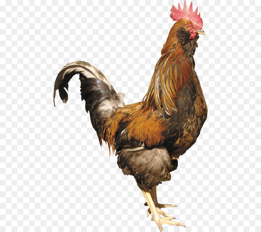 Pollo Marrón，Gallina PNG