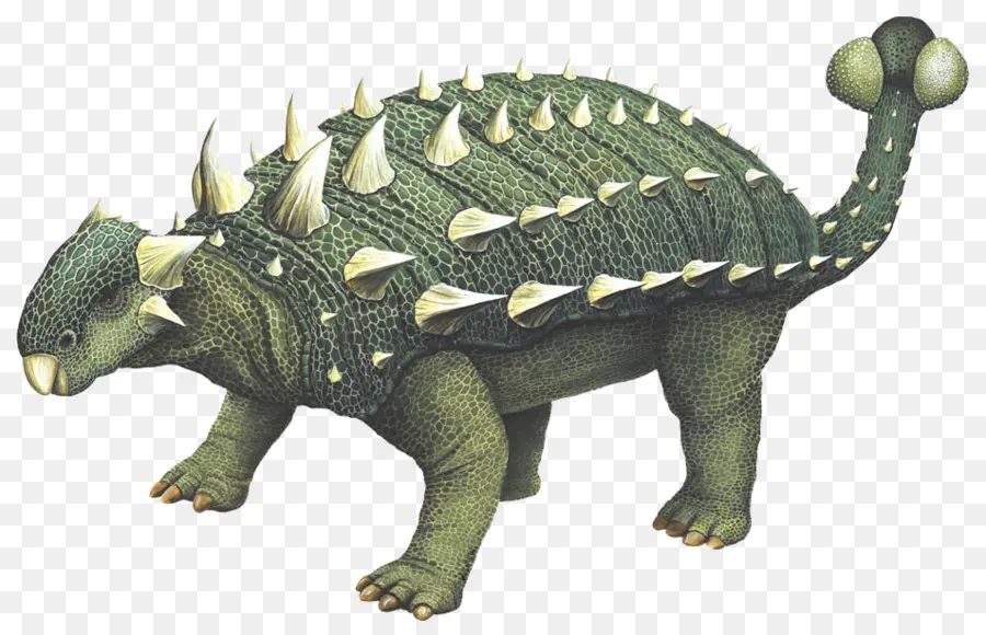 Euoplocephalus，Stegosaurus PNG