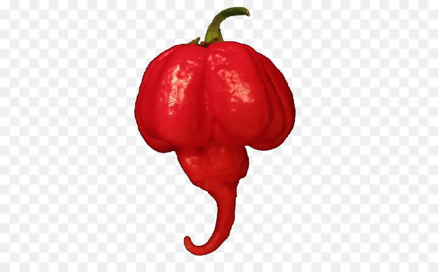 Habanero，Papa Acuminatum Var PNG