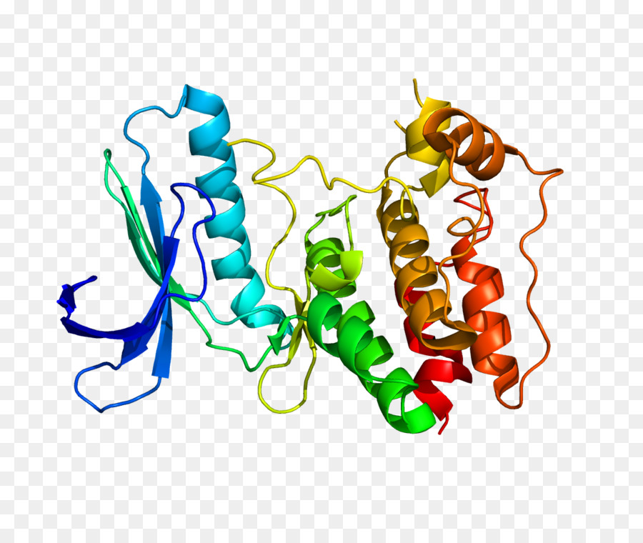 Estructura De La Proteína，Molécula PNG