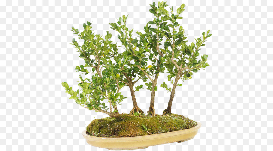 Sageretia Theezans，Bonsai PNG