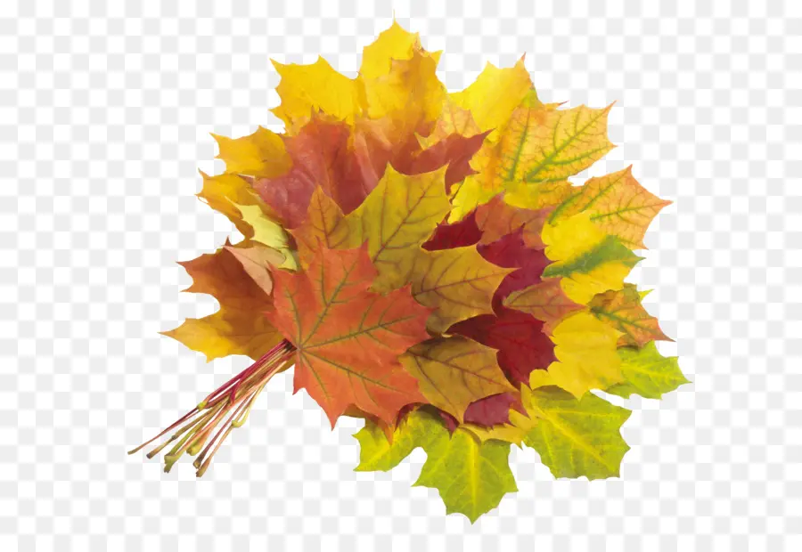 Hojas De Otoño，Caer PNG