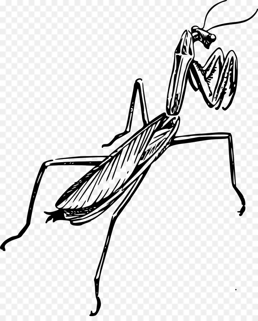 Mantis Religiosa，Bosquejo PNG