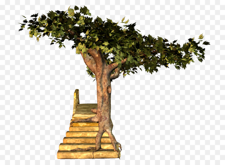 árbol Y Roca，Árbol PNG