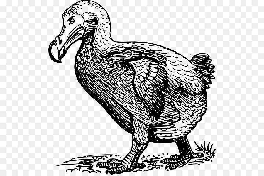 Dodo，Pájaro PNG