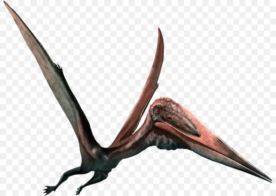 Zhejiangopterus，Quetzalcoatlus PNG