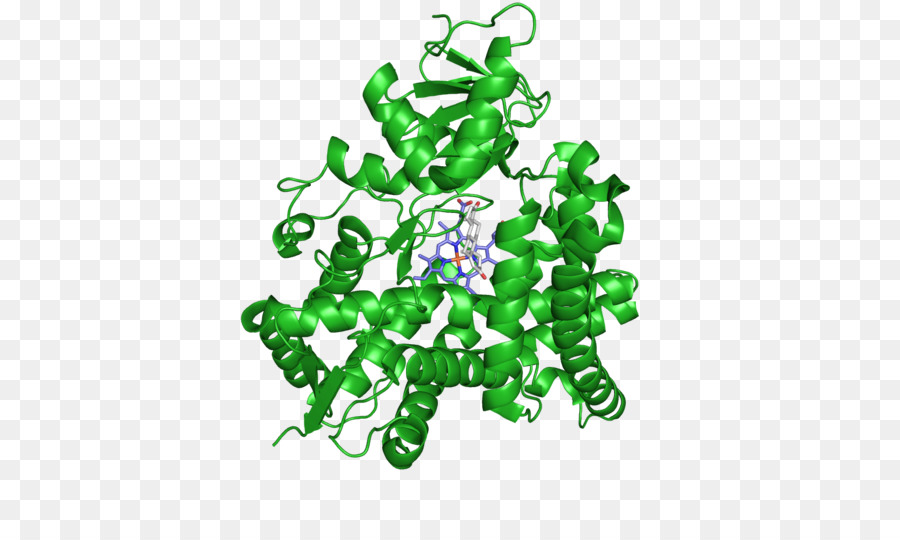 La Aromatasa，Inhibidor De La Aromatasa PNG