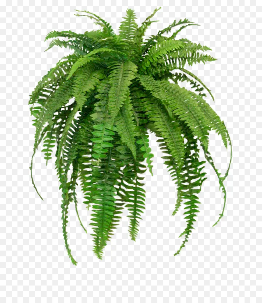 Helecho，Planta PNG