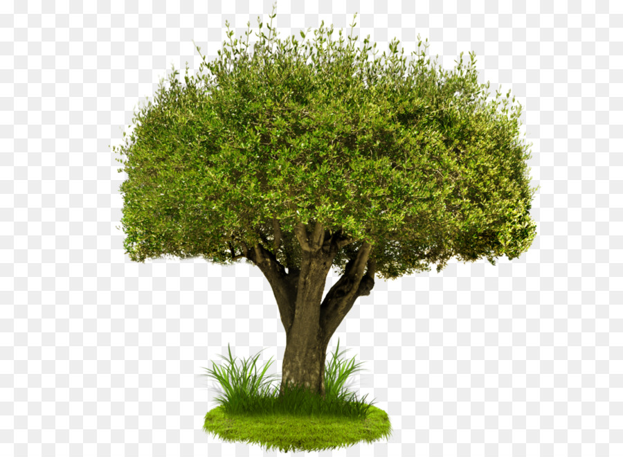 Árbol，Pino PNG