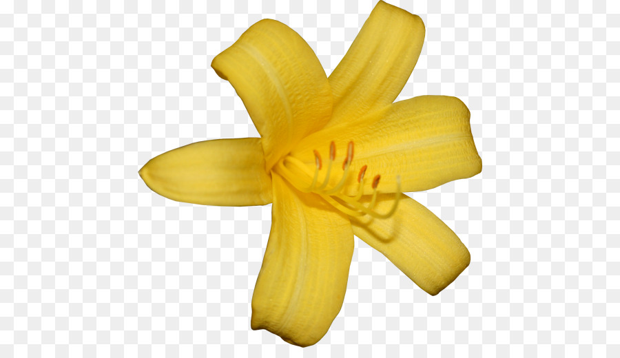 Lilio，Flor PNG