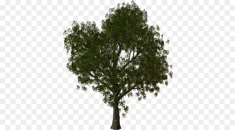 árbol Verde，Naturaleza PNG