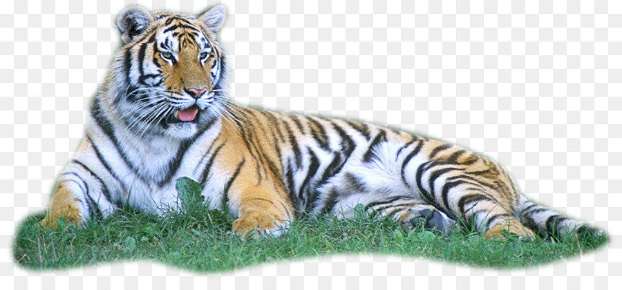 Tigre，Descargar PNG