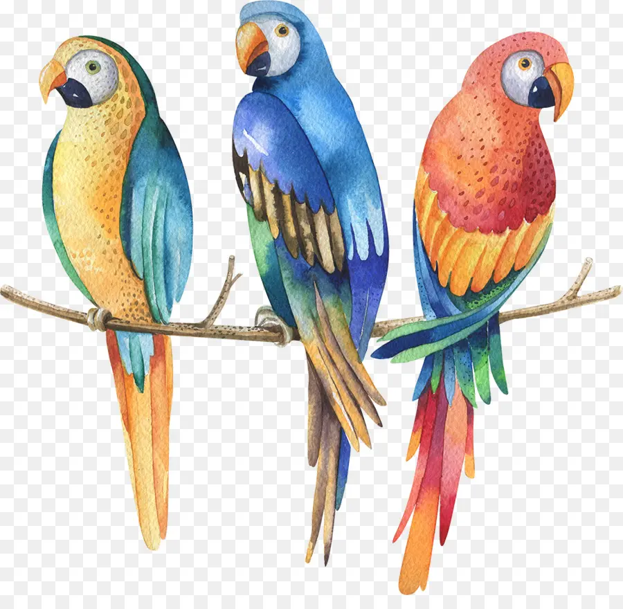 Parrot，Pintura A La Acuarela PNG