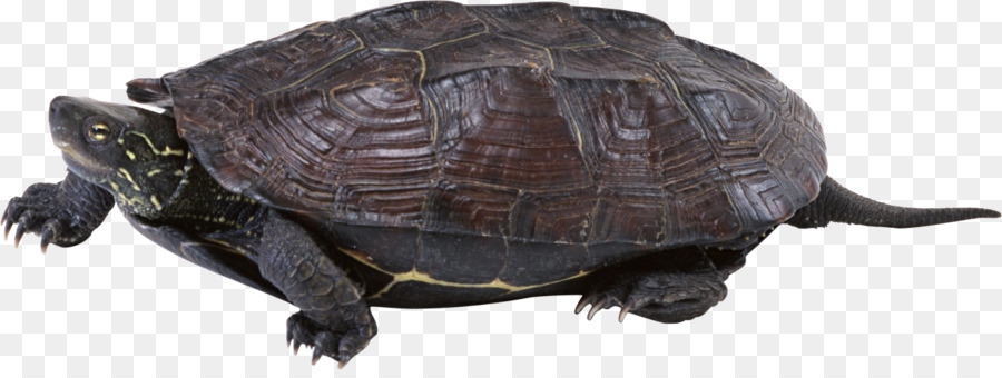 Tortuga，Descargar PNG