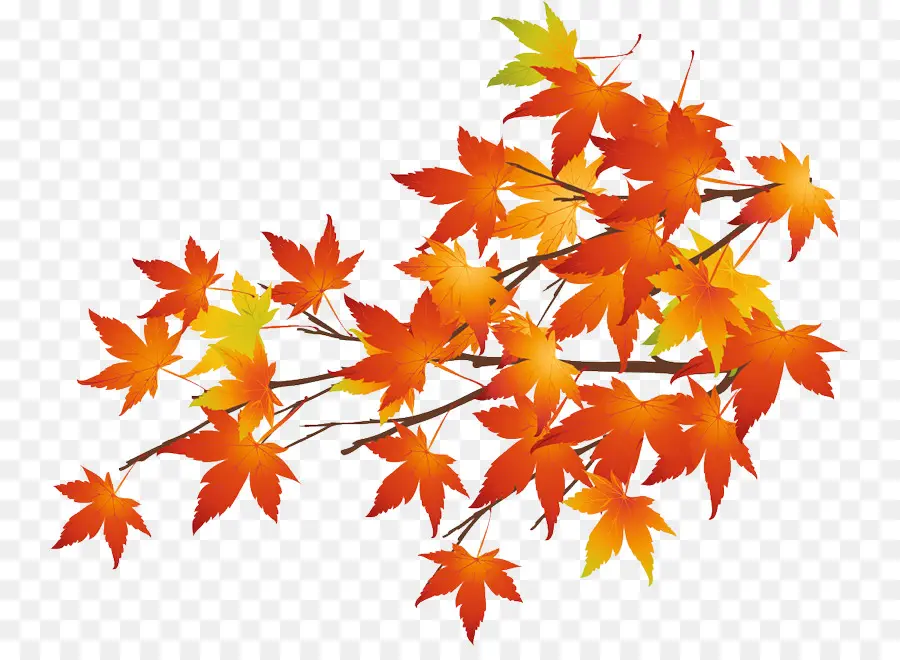 Hojas De Otoño，Árbol PNG