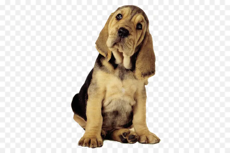 Cachorro，Perro PNG