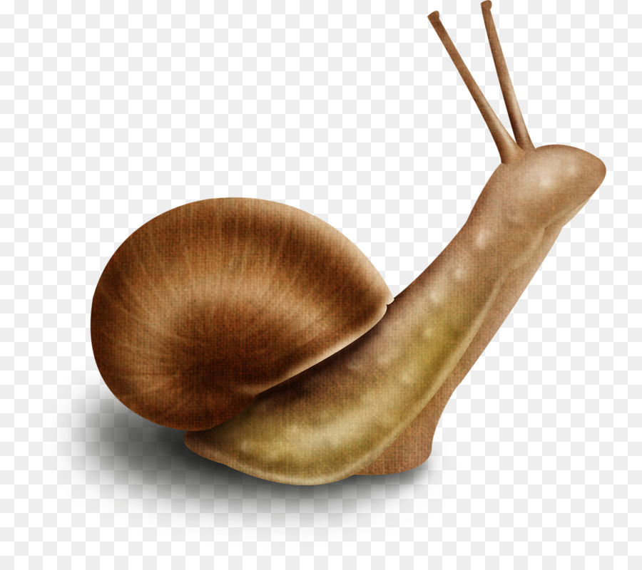 Caracol，Caparazón PNG