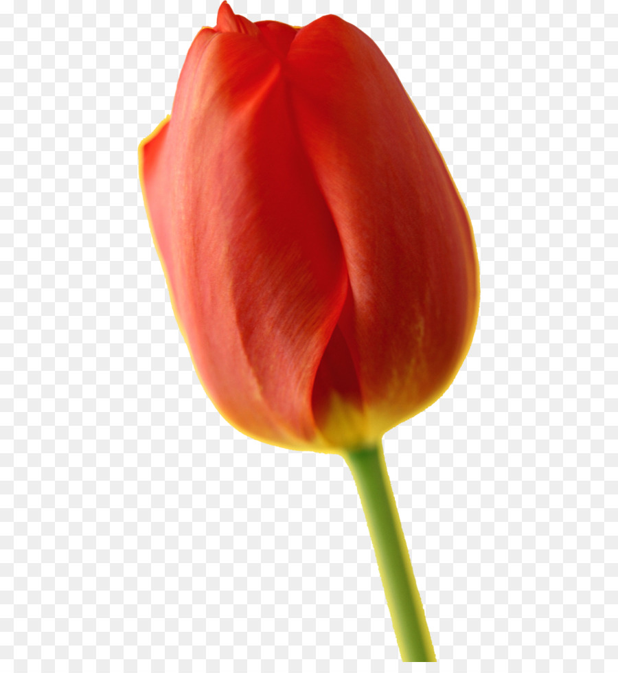 Tulip，Pentax Kx PNG