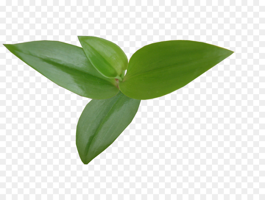 Hoja，Tallo De La Planta PNG