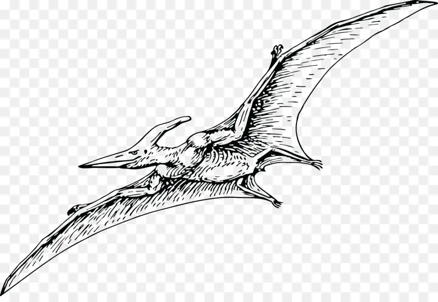 Pterodáctilo，Vuelo PNG