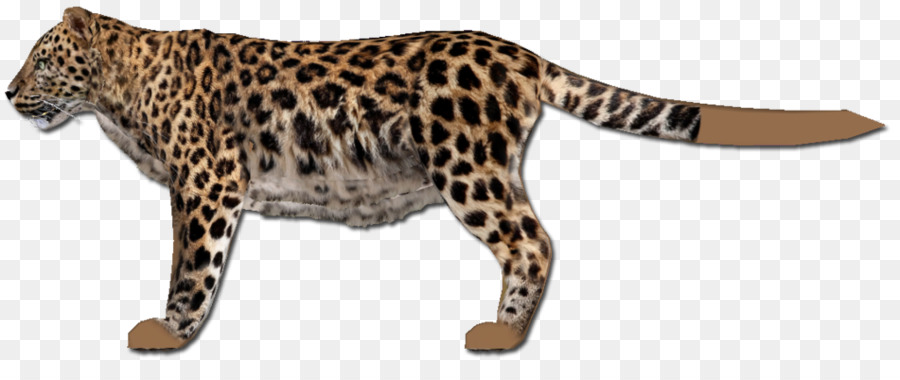 Leopard，Ocelote PNG