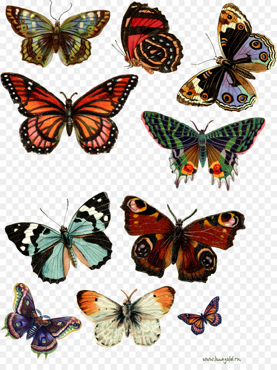 Mariposas，Vistoso PNG