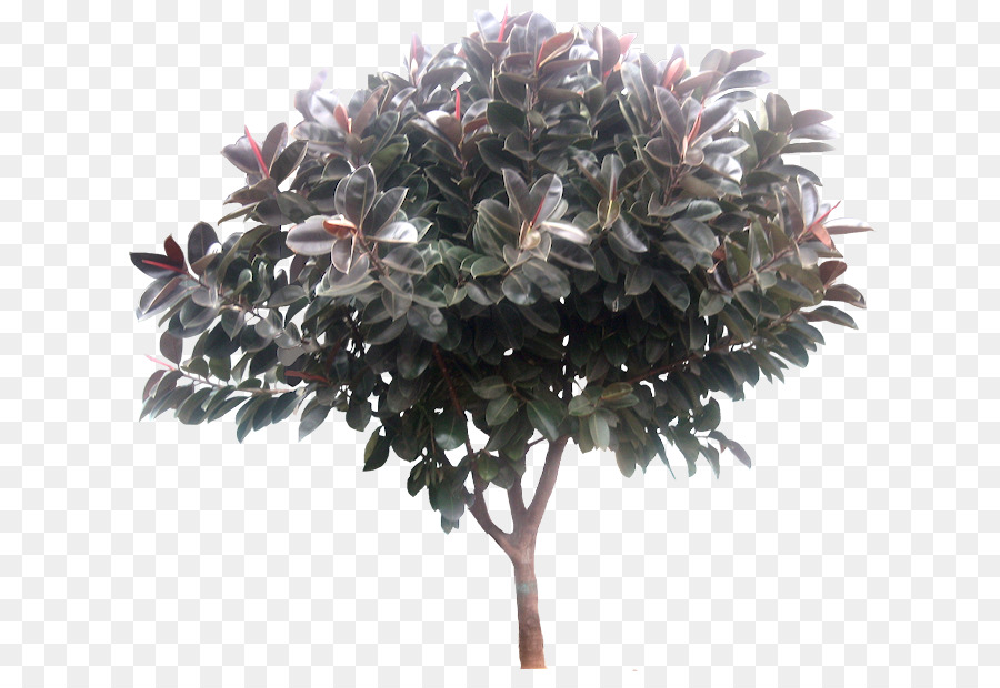 árbol，Goma Fig PNG