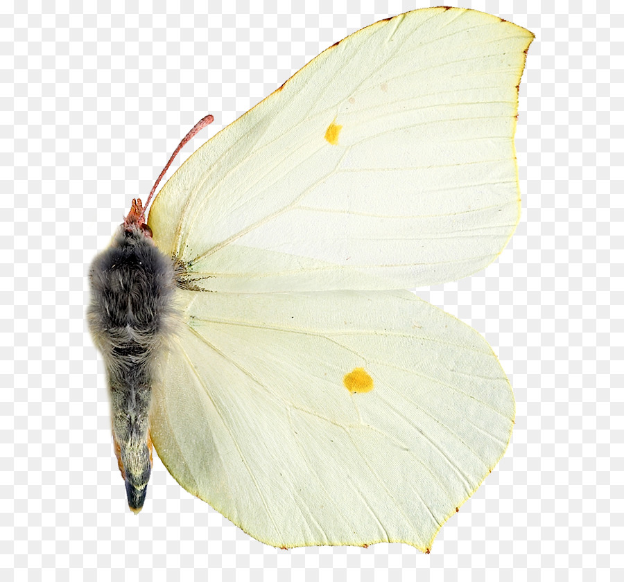 Pieridae，La Polilla PNG