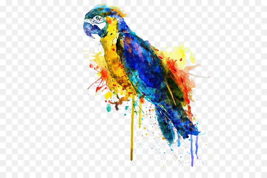 Parrot，Arte PNG