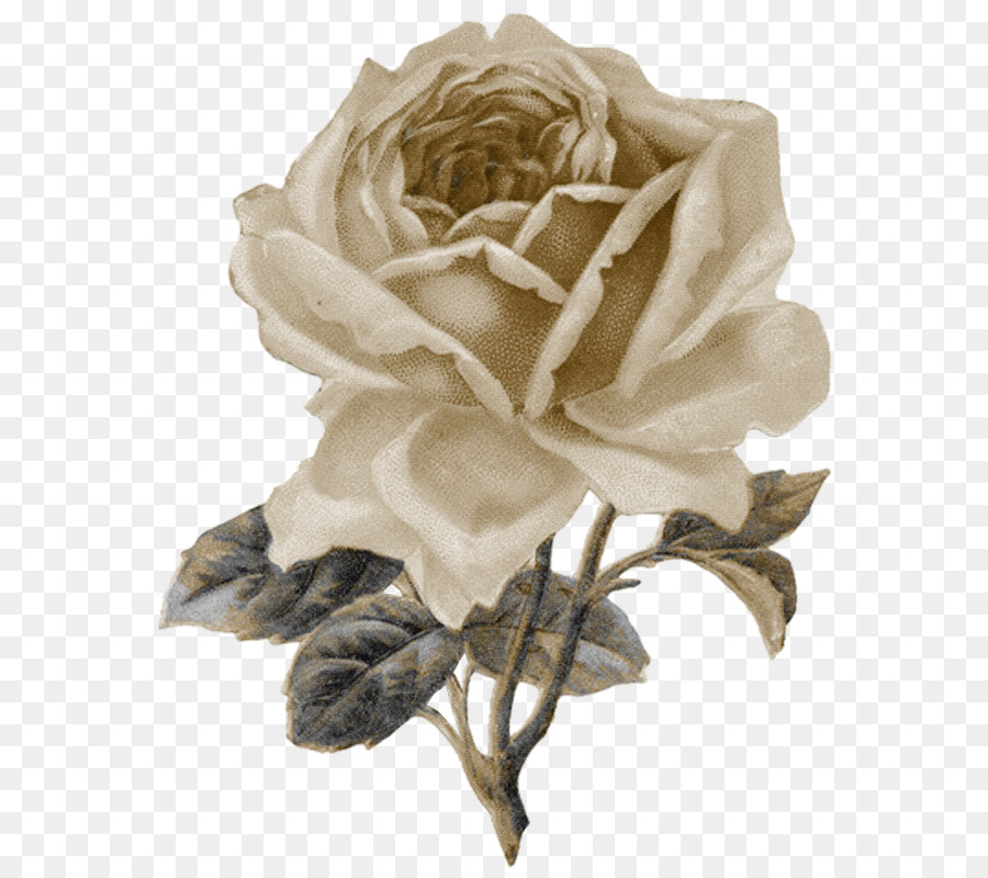 Vintage Rosas Hermosas Variedades Para El Hogar Y Jardín，Rosa PNG