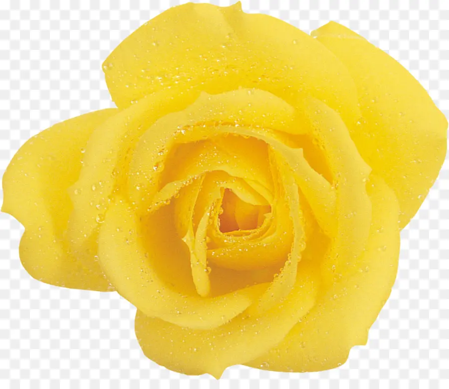 Las Rosas De Jardín，Amarillo PNG