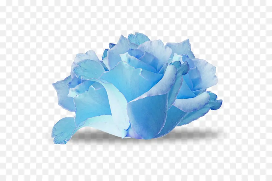 Rosa Azul，Flor PNG