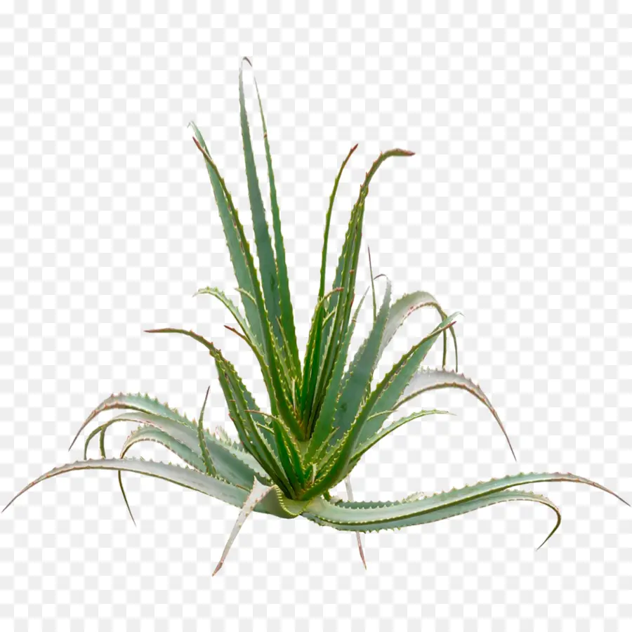 Aloe Vera，Aloe Arborescens PNG