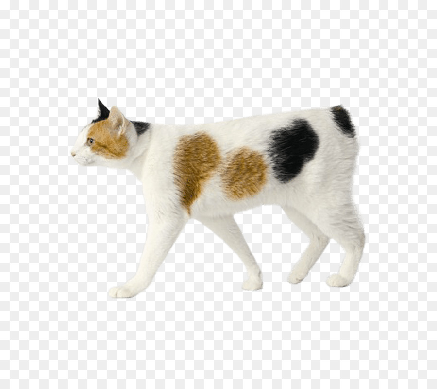 Bobtail Japonés，Bobtail Kuriliano PNG