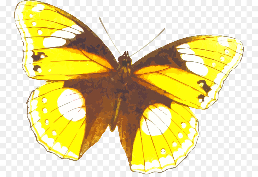 La Mariposa Monarca，Colias PNG