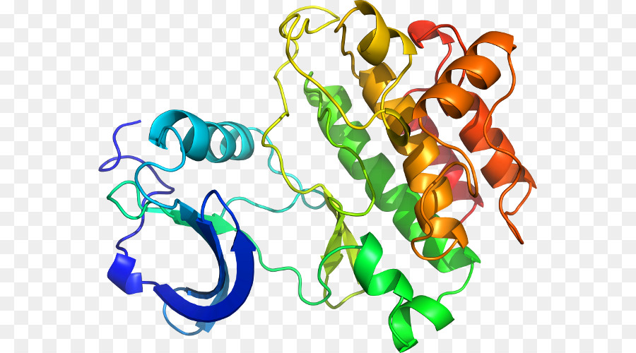 Estructura De La Proteína，Molécula PNG