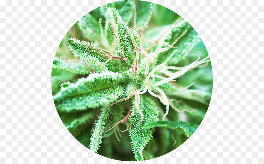 Cannabis Sativa，El Cannabis PNG