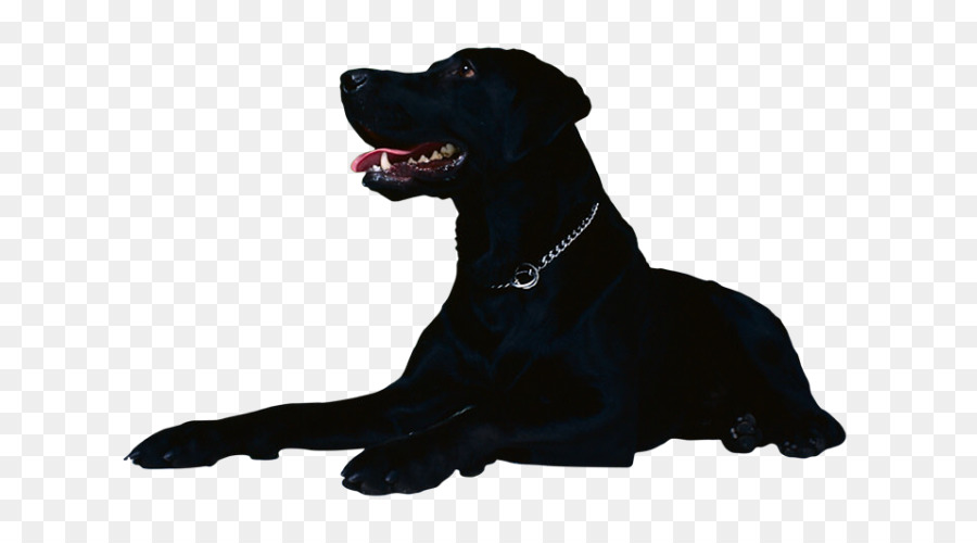 Flatcoated Retriever，Golden Retriever PNG