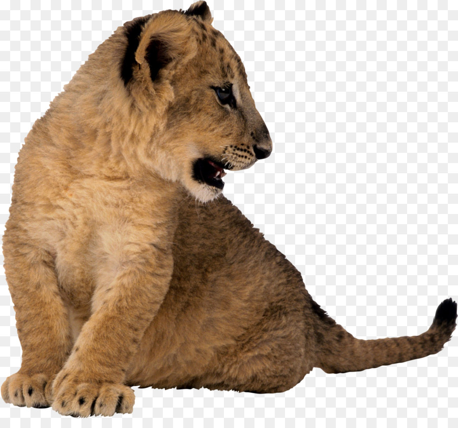 León，Animal PNG