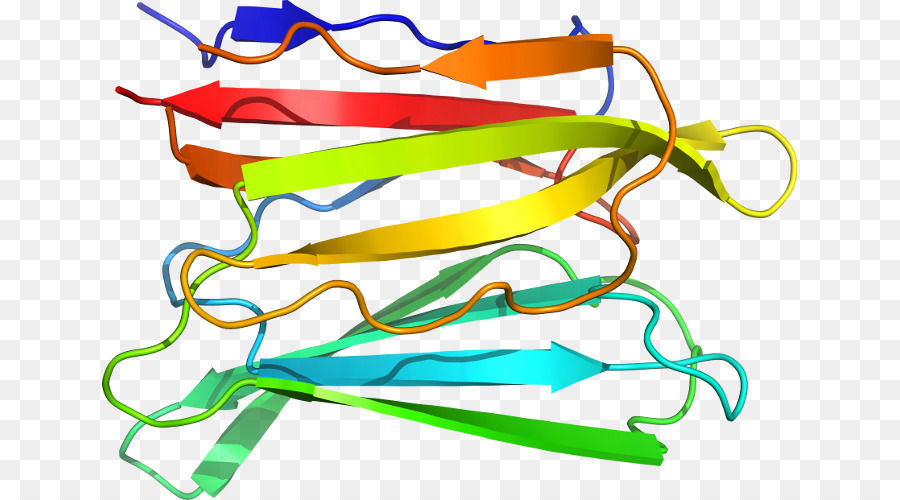 Estructura De La Proteína，Biología PNG