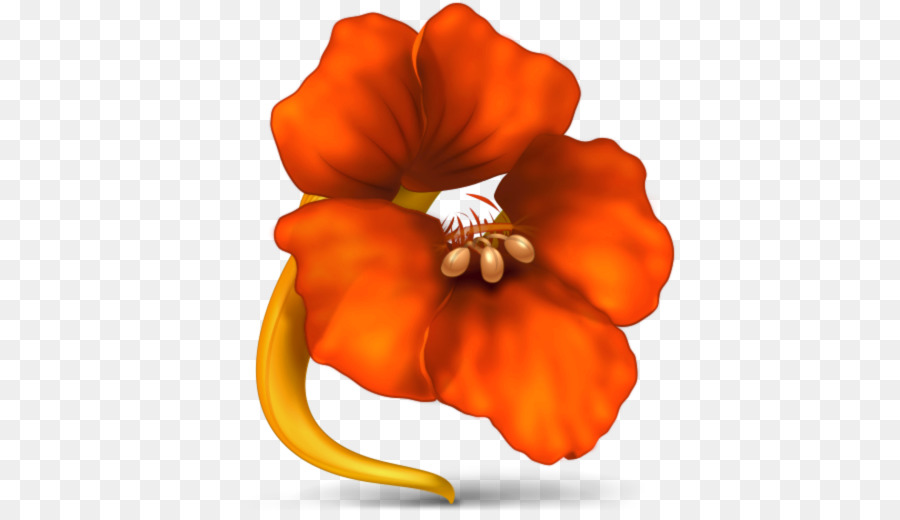 Tropaeolum，Iconos De Equipo PNG