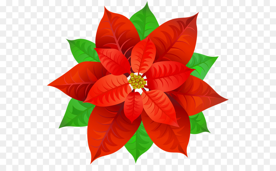 La Flor De Pascua，Fondo De Escritorio PNG