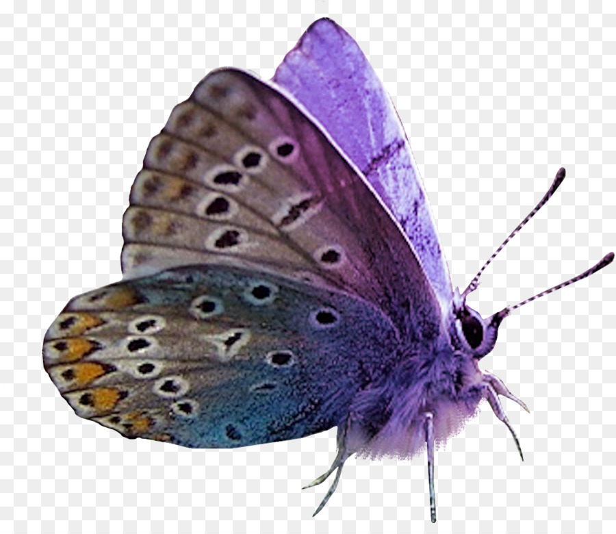 Mariposa，La Polilla PNG