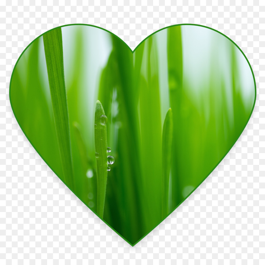 Wheatgrass，Jugo PNG