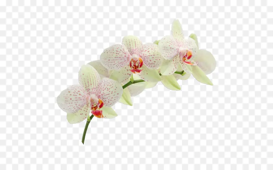 Orquídeas Blancas，Pétalos PNG