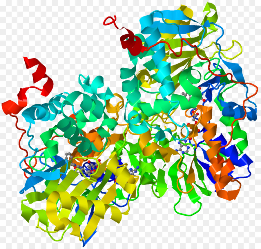 Estructura De La Proteína，Molécula PNG