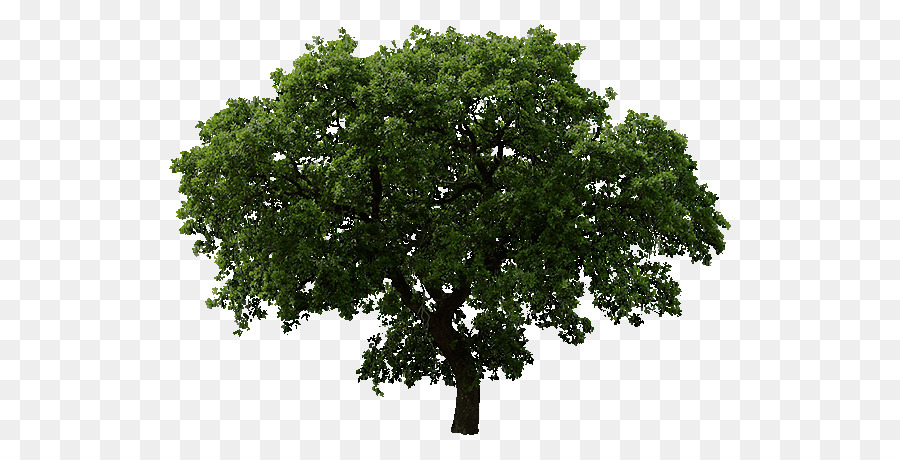 árbol，Roble PNG